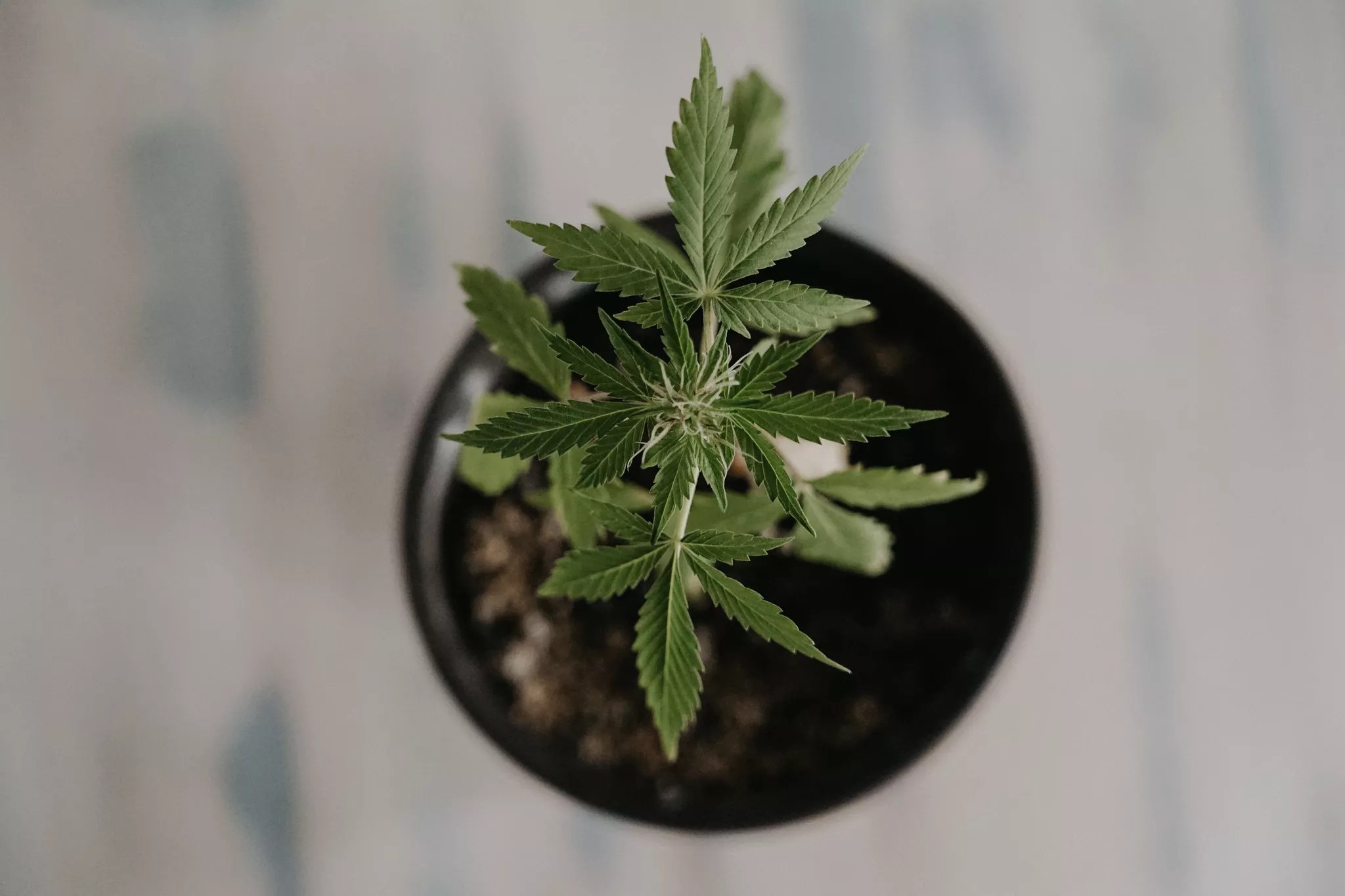 color photo of an immature marijuana plant in a flowerpot, shot from directly above