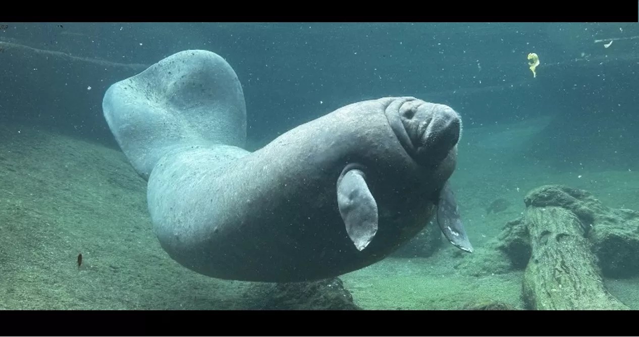 Juliet, a Florida manatee, swims in her zoo enclosure
