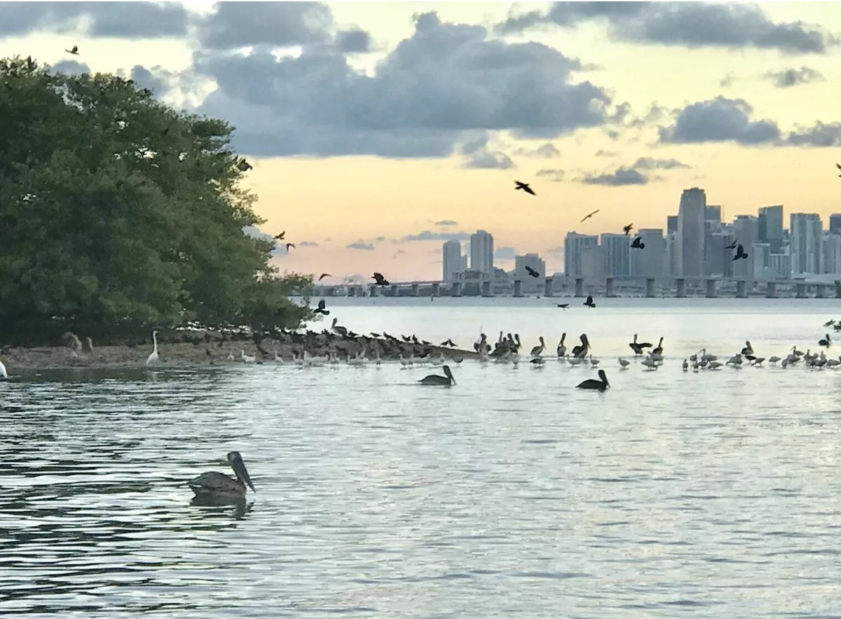 Various bird species congregate around Bird Key with the Miami skyline in the background