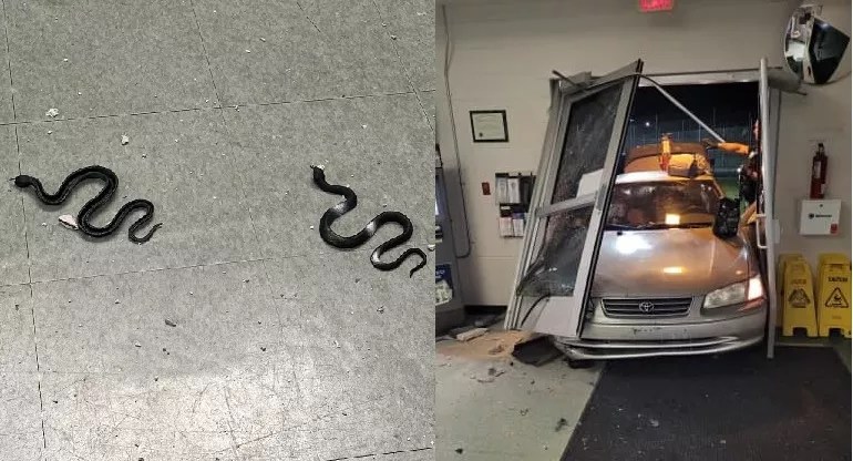 Split photo of a South Florida jail lobby entrance destroyed by the front-end of an old Toyota, and a photo of rubber snakes that the alleged perpetrator left behind