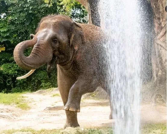 An elephant raises its trunk as a stream of water from a hose hits it