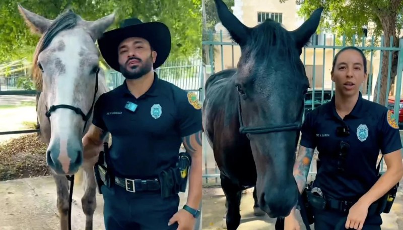A light brown horse stands on the left and a dark brown horse stands on the right. Both stand next to Miami police officers.