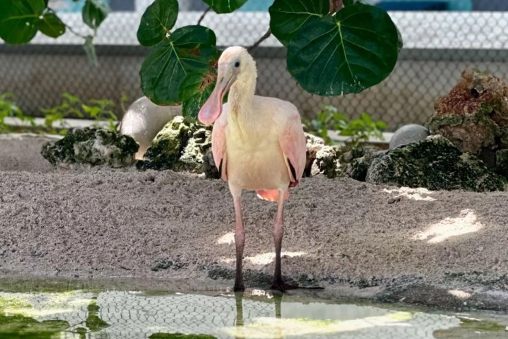 A roseate spoonbill chick at Frost Science Museum in Miami