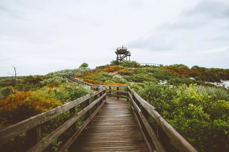 wooden boardwalk amid scrub brush leading to a wooden observation tower