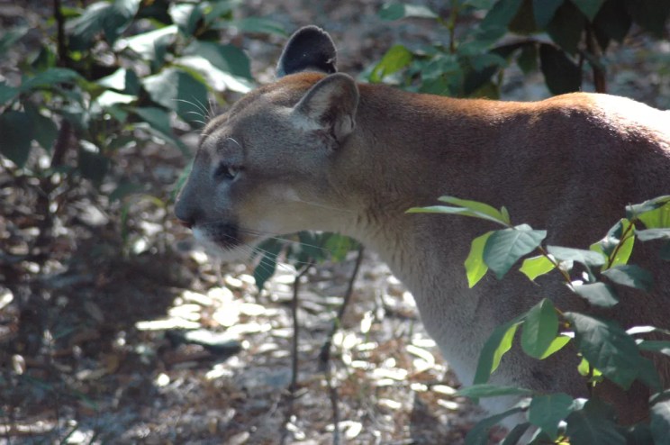 A close-up photo of a Florida panther