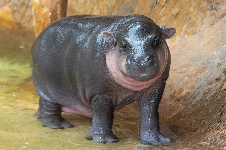 hippo