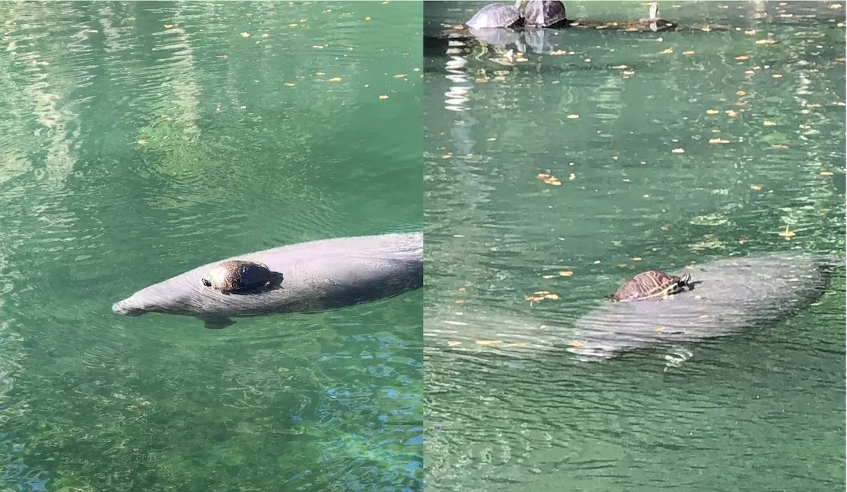 manatee and turtle