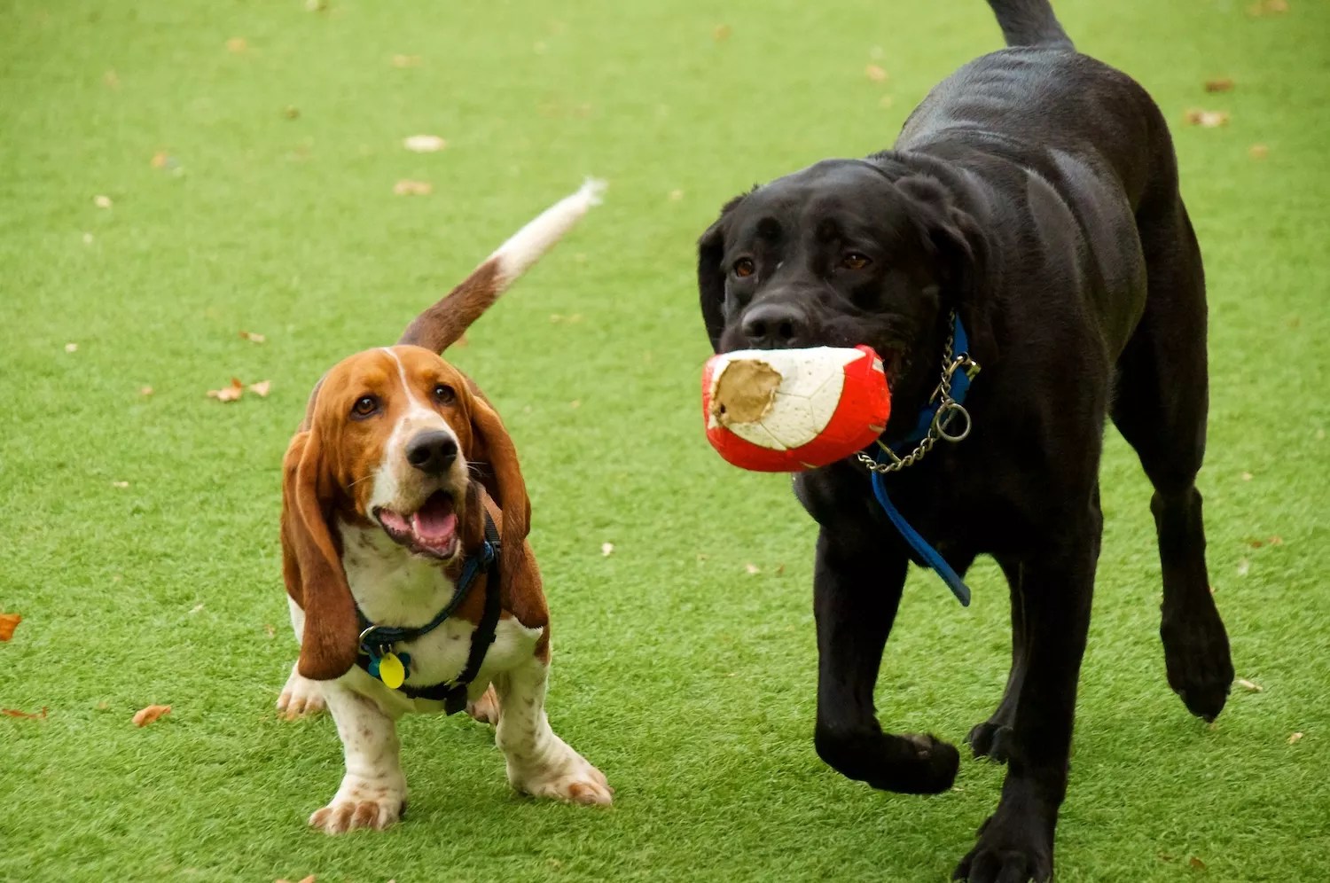 a basset hound and a black labrator retriever peacefully coexisting in a grassy dog park.