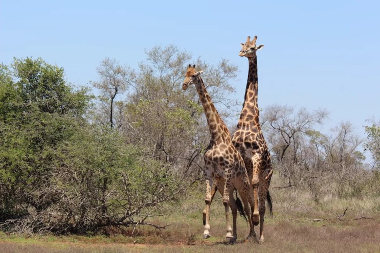 giraffes having sex in front of trees