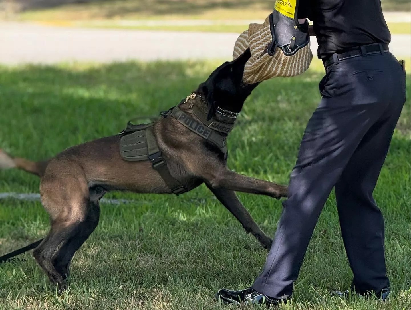 photo of a police K-9 in training