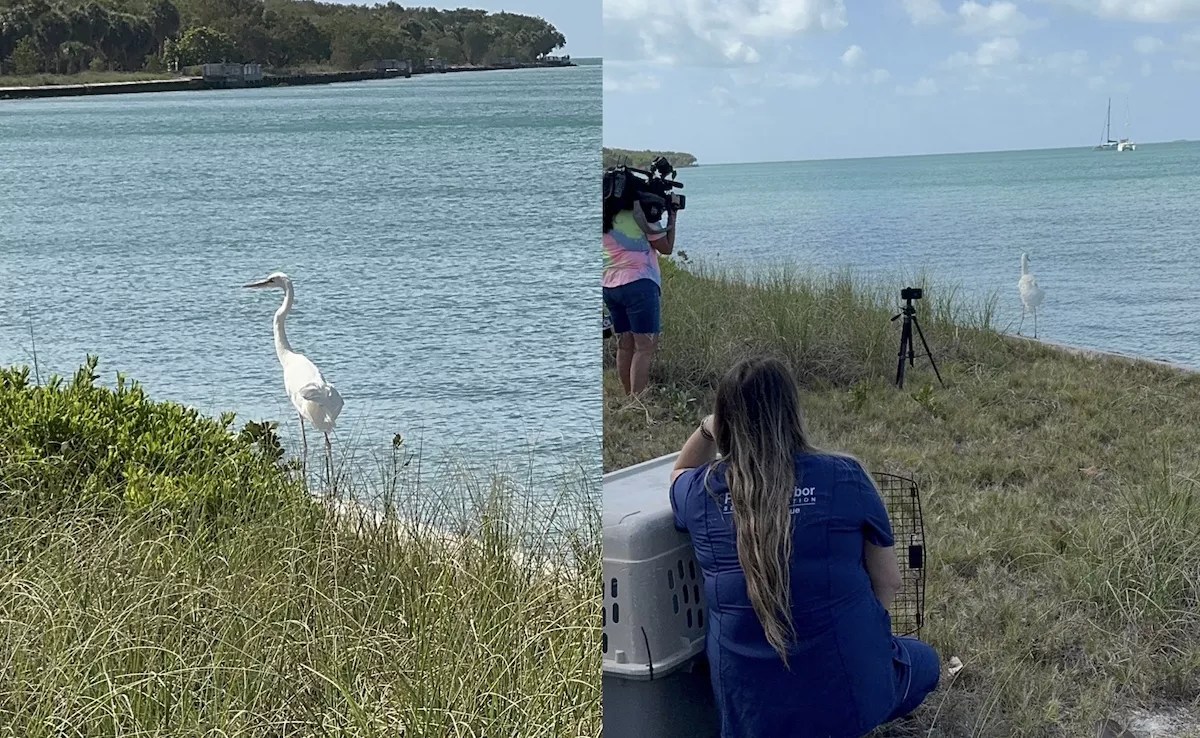 Photos show the moment the Great White Heron steps out of its cage and takes flight near Key Biscayne, finally free again.