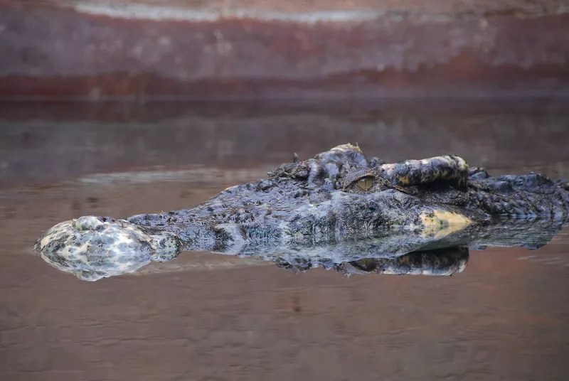 A crocodile looks menacing as it swims in the water