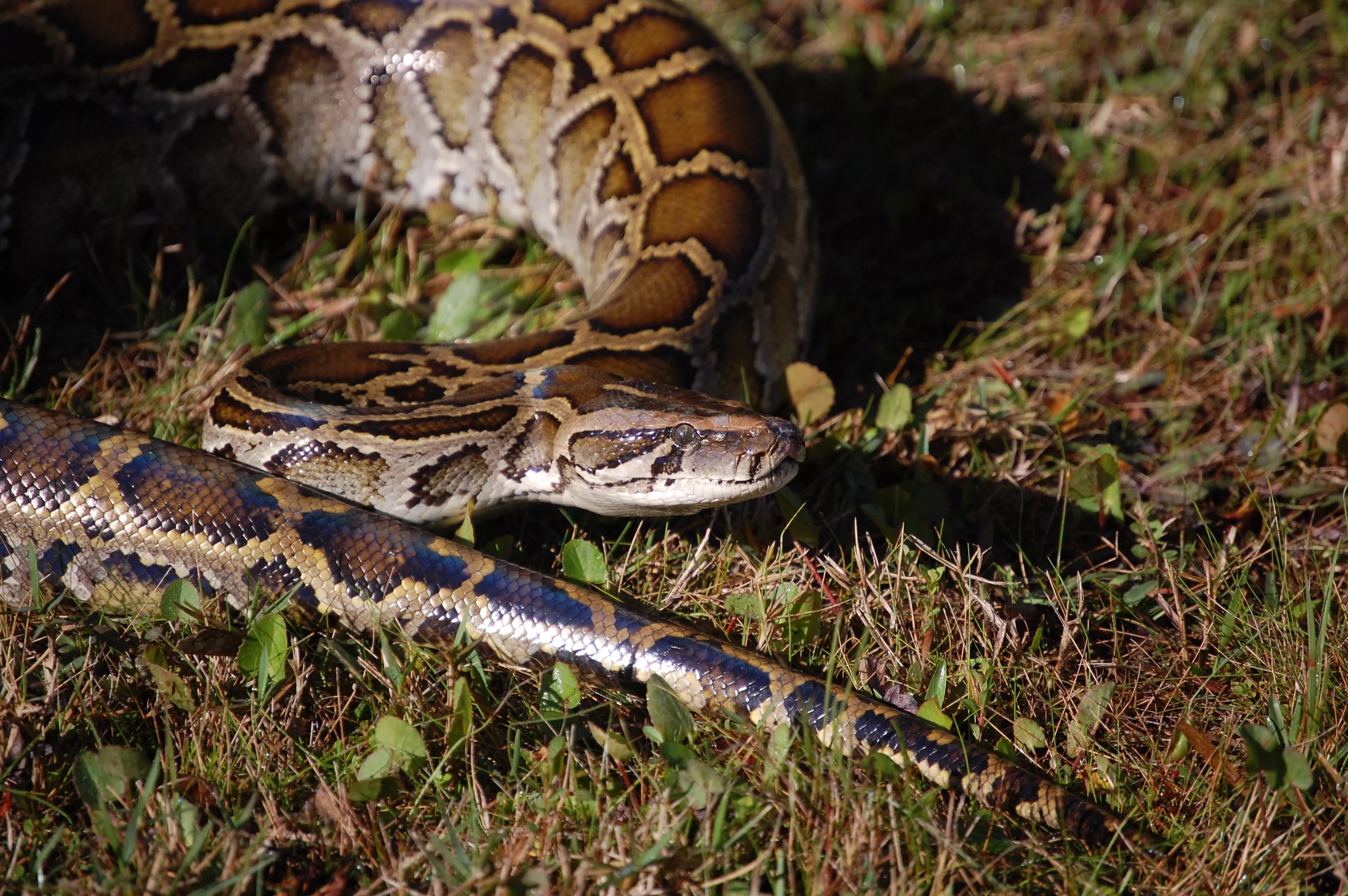A Burmese python sits in low-cut grass.