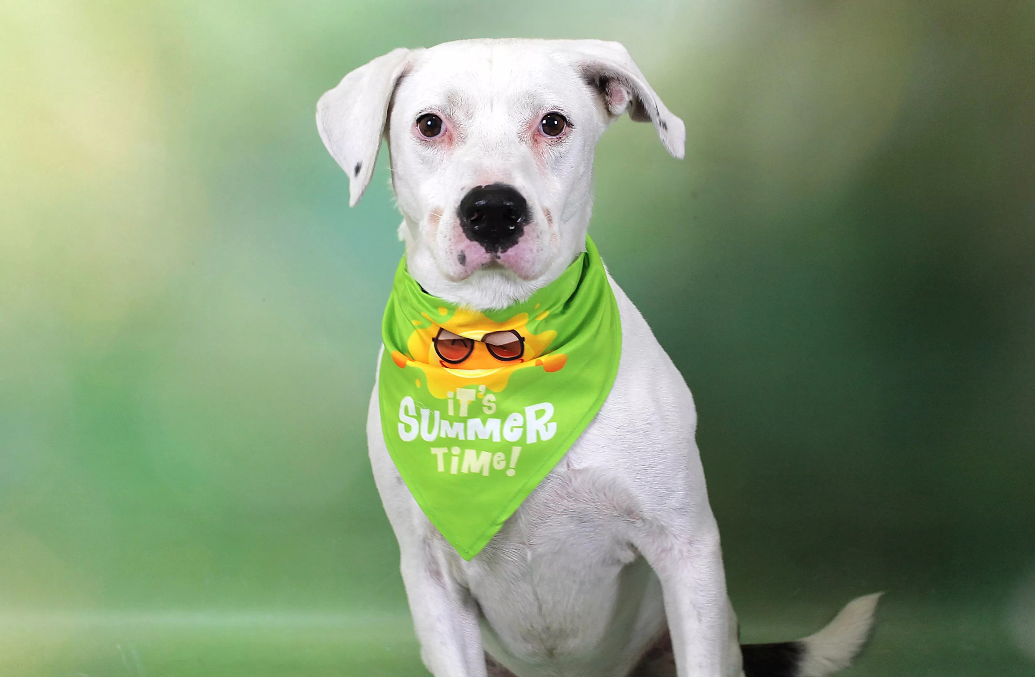 Nino, a 7-year-old Pointer mix.