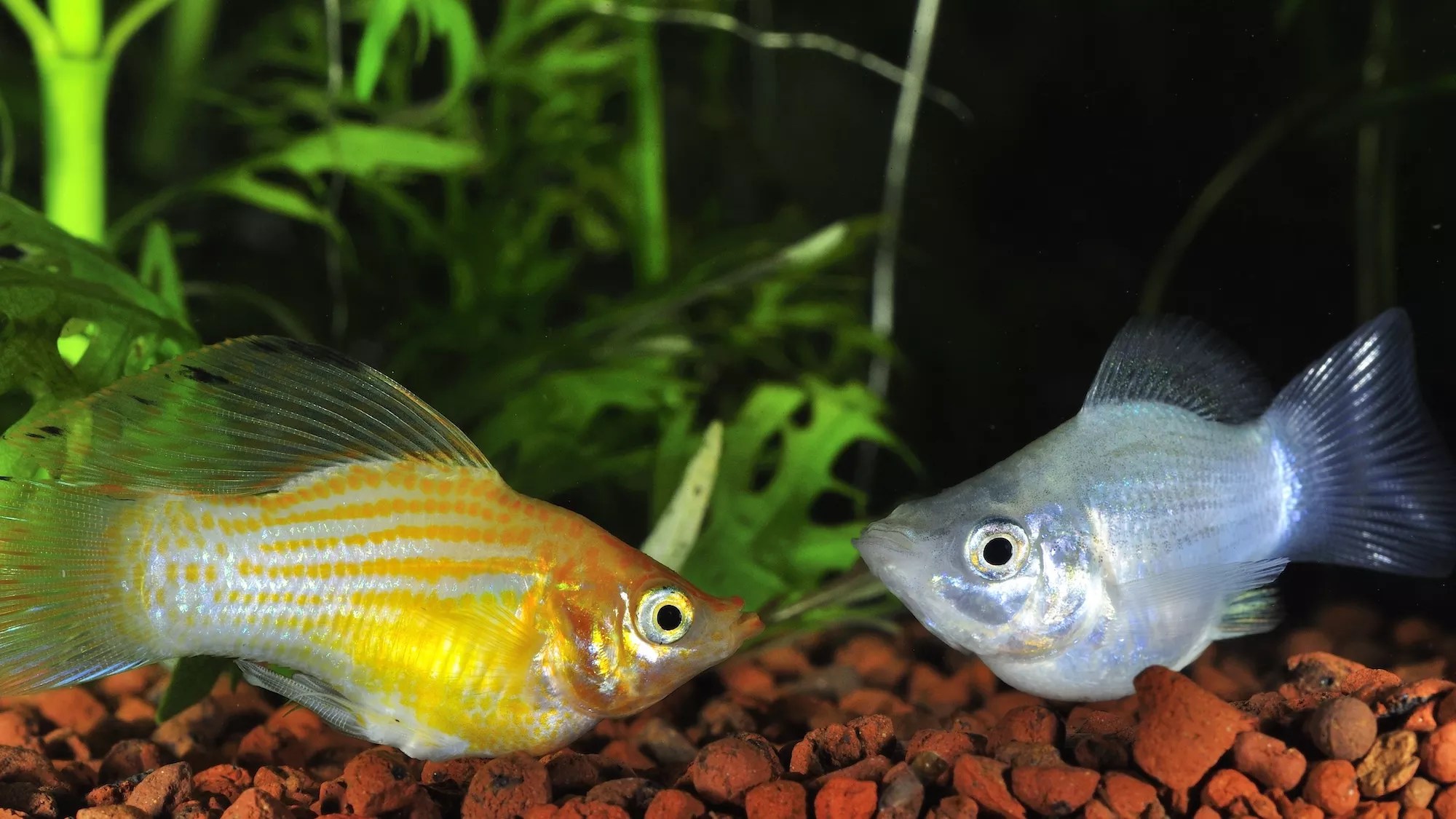 Eye level view of male sailfin molly fish seemingly making an attempt at friendship in an aquarium