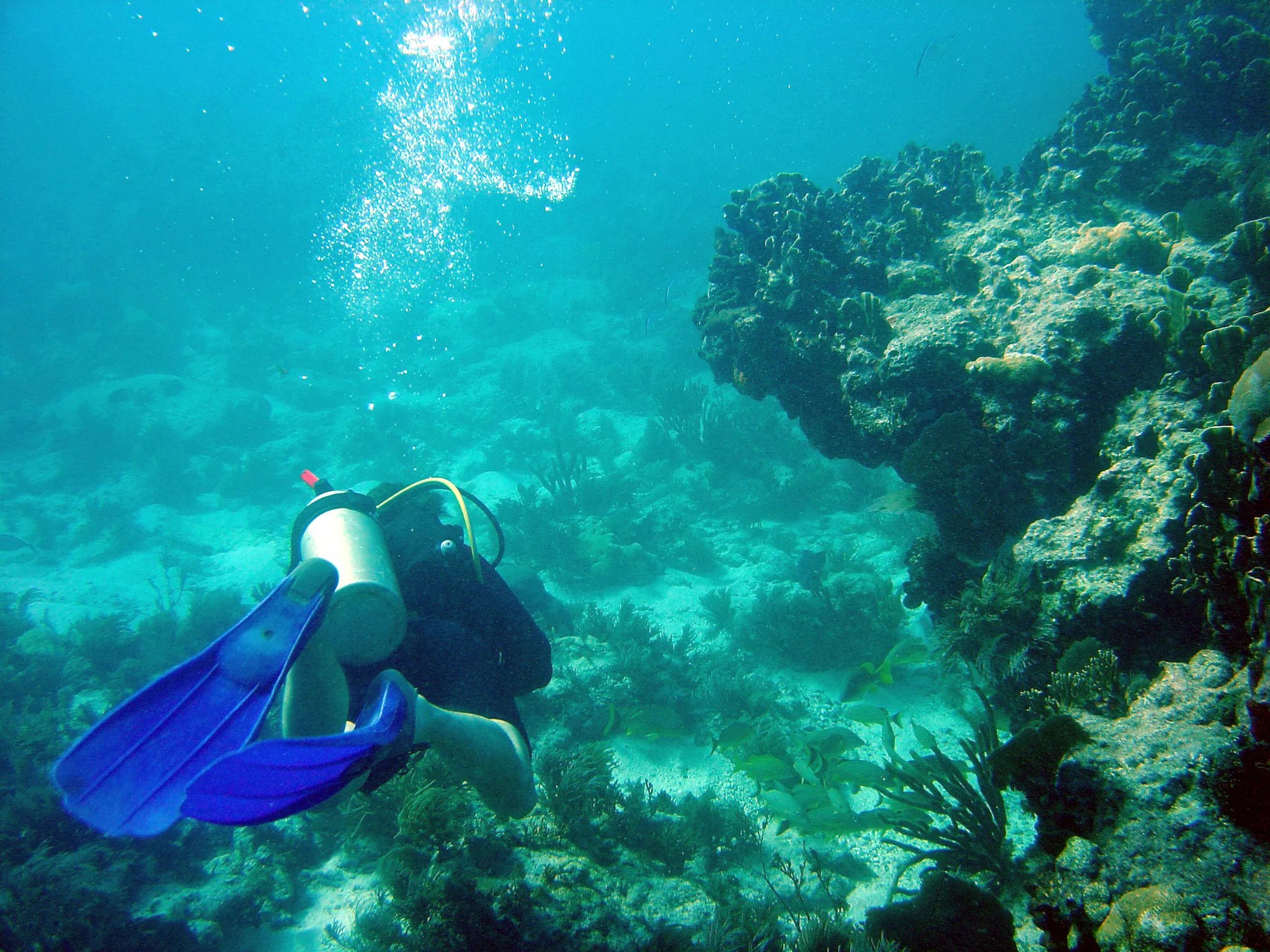 a person snorkels past coral reefs