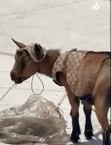 A small goat in a Gucci outfit eats straw outside Sawgrass Mills Mall in Sunrise.