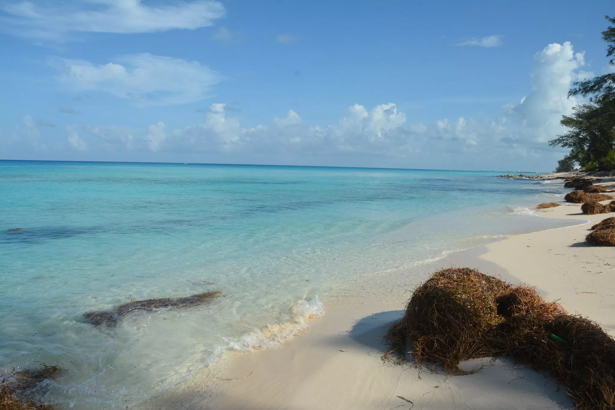 the shore of a beach with some seagrass